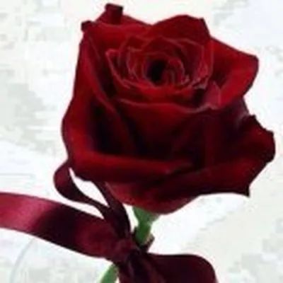 @35nadoosh profile image