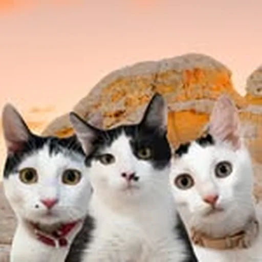 @3whiskerteeers profile image