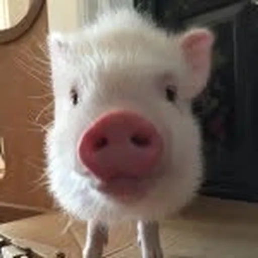 @abby_thepinkpiggy profile image