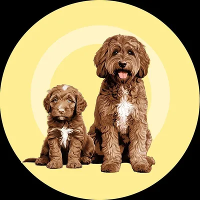 @adorablelabradoodle profile image