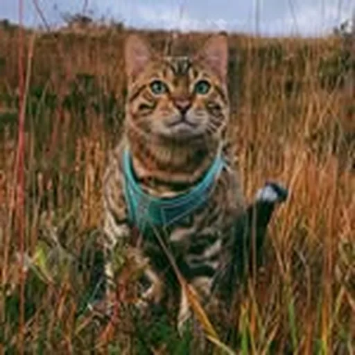 @adventurecatting profile image