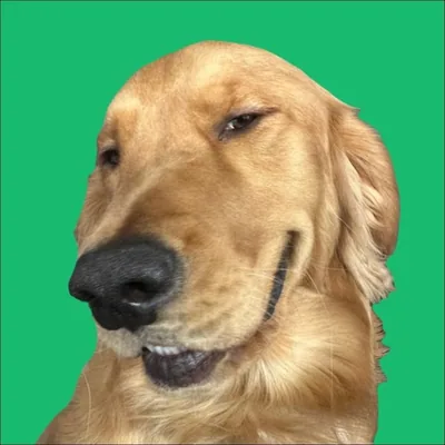 @adventures.of.pilot profile image