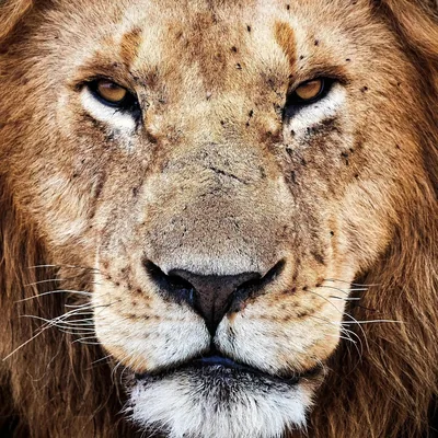 @african_bigcats_daily profile image