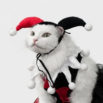 @aisu_cat profile image
