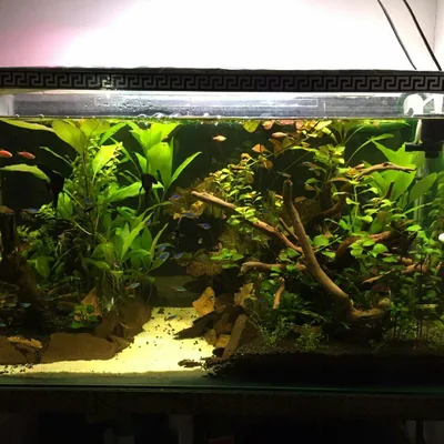 @akvariom_plant profile image