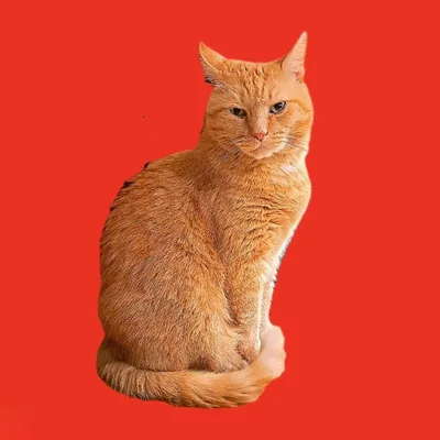 @albertinoamadeusthecat profile image