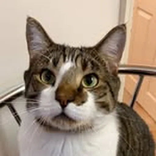 @albon_pets profile image