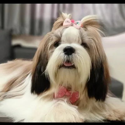 @alexa.shihtzu profile image