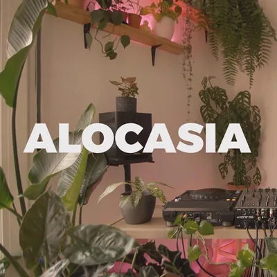 @alocasia.tv profile image