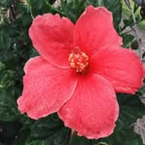 @aloha.is profile image