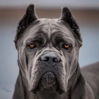 @alphacanecorso__ profile image