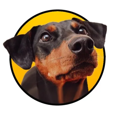 @alvathehotdog profile image