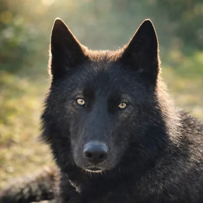 @amadeus.volf profile image