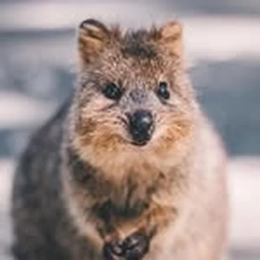 @amazing_wa profile image
