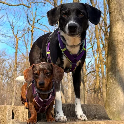 @amys_doglife profile image