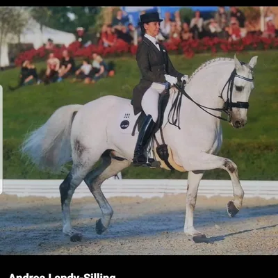 @andrealandysilling profile image