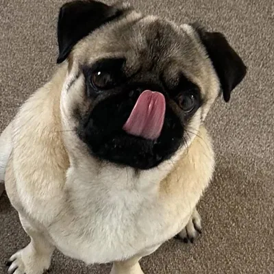 @andrew_the_scottish_pug profile image