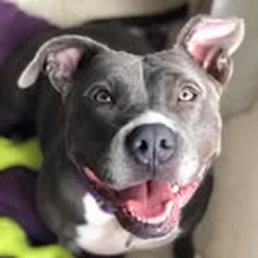 @angelcitypits profile image