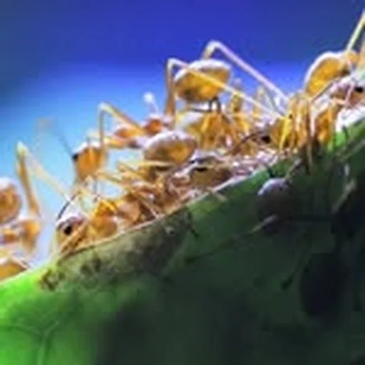 @antscanada profile image
