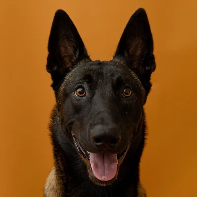 @apollo.malinois8 profile image