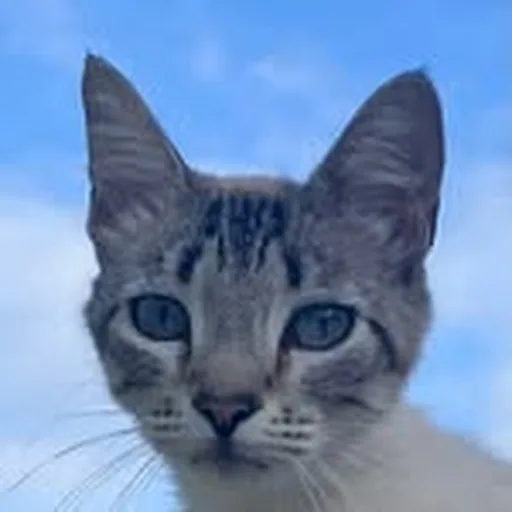 @aprilatlasx profile image