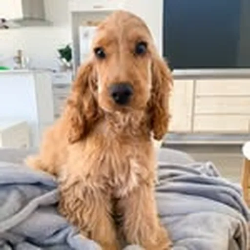 @archie_thegoldencocker profile image