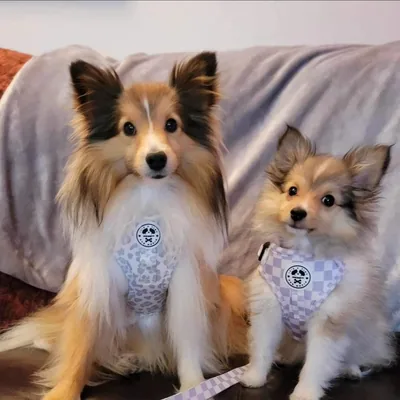 @archieabbyshelties profile image