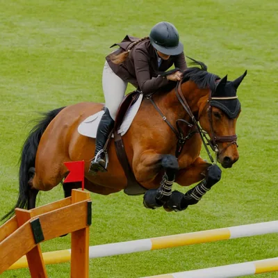 @armandajanulishorses profile image