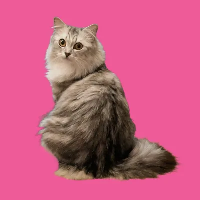 @artemiswuffovna profile image