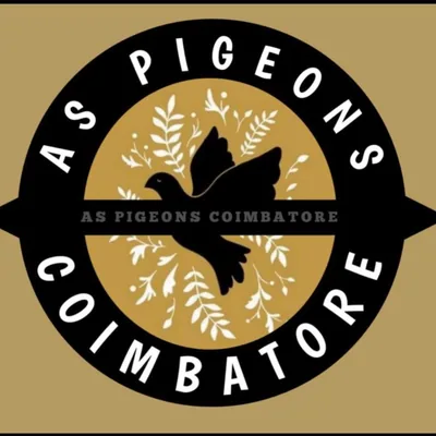 @as_pigeons_coimbature profile image