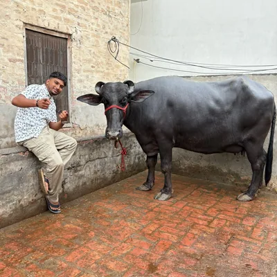 @asli_doodh_wala profile image