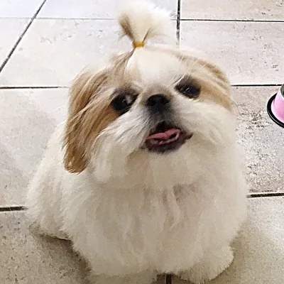 @athena_the_shihtzu profile image