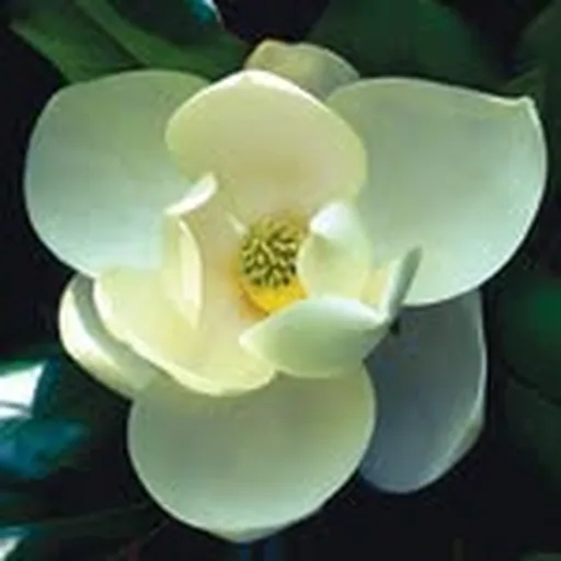 @atlbotanical profile image