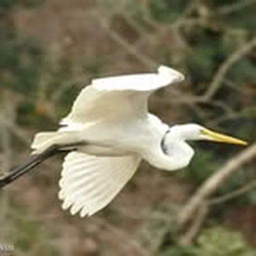 @audubonsociety profile image