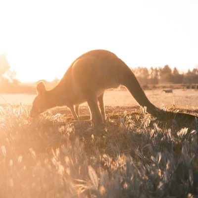 @australia_shotz profile image