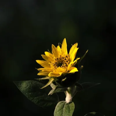 @avii_s_clicks profile image