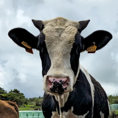 @azores.greencows.blueclouds profile image