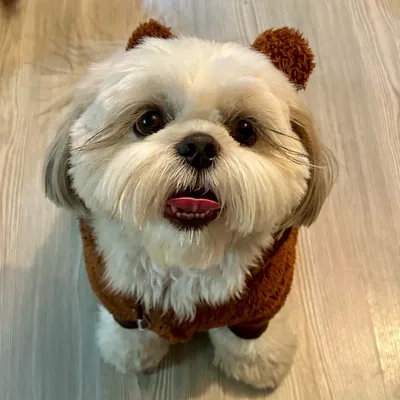 @babybenji_shihtzu profile image