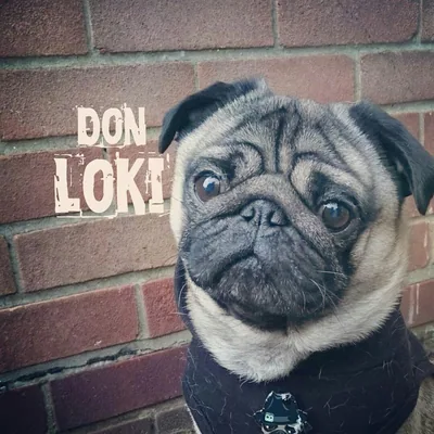 @badass.pug profile image