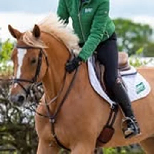 @baileyshorsefeeds profile image