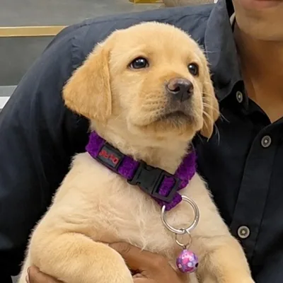 @bairava_the_labrador profile image