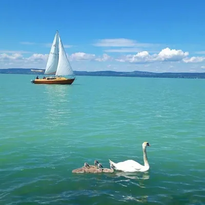 @balatonofficial profile image