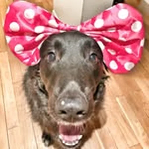 @bambamhappydog profile image