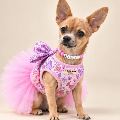 @bambi_pomchi_pup profile image