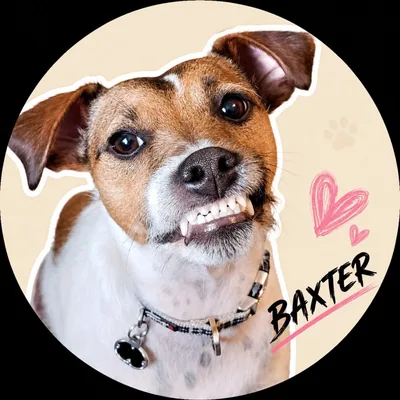 @baxter_the_terrierist profile image