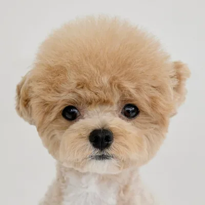 @bbo.ddo.poo profile image