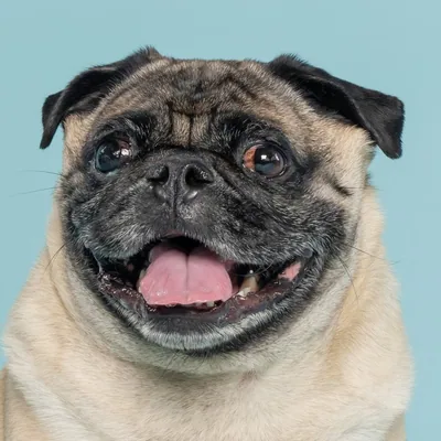 @bbthatpug profile image