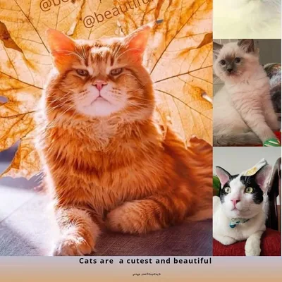 @beautifulcutestcats profile image