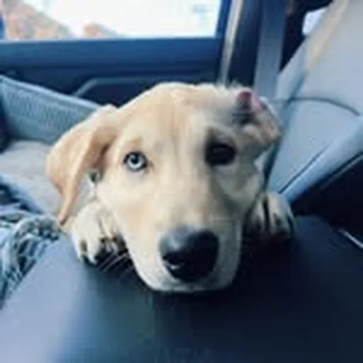 @bellathegoberian profile image