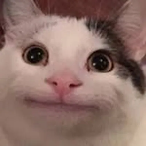 @beluga1000 profile image